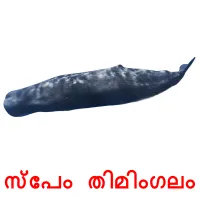 സ്പേം തിമിംഗലം cartões com imagens