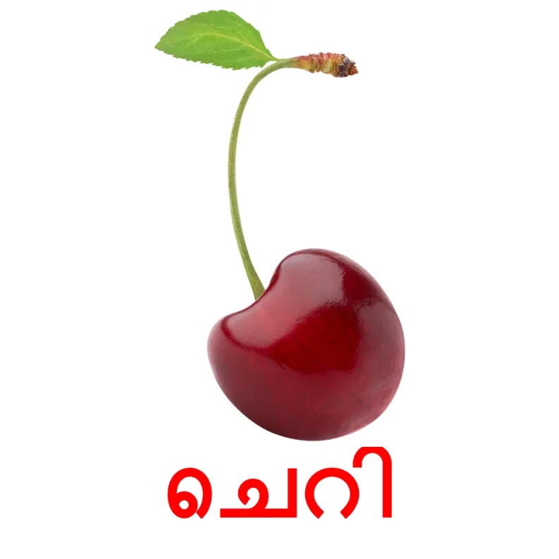 11 FREE Berries Flashcards PDF Malayalam Words