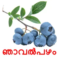 ഞാവൽപഴം picture flashcards