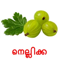 നെല്ലിക്ക picture flashcards