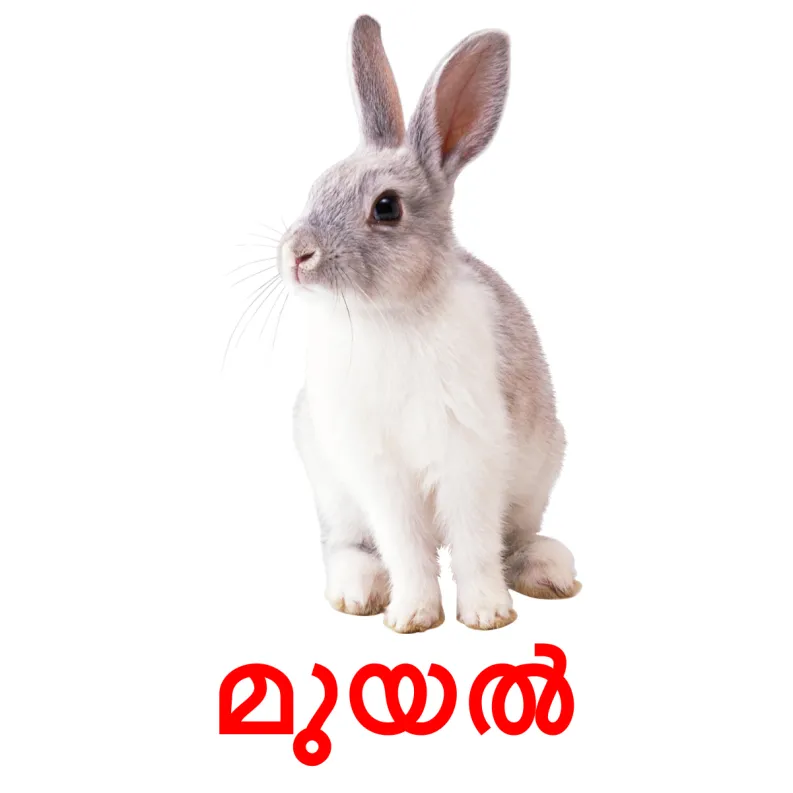 15 FREE Farm animals Flashcards PDF Malayalam Words