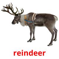 reindeer flashcards illustrate