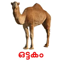 ഒട്ടകം picture flashcards