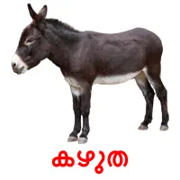 കഴുത picture flashcards