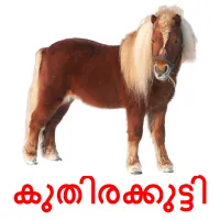 കുതിരക്കുട്ടി picture flashcards