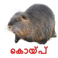 കൊയ്‌പ്‌ picture flashcards