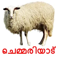 ചെമ്മരിയാട് picture flashcards