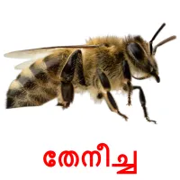 തേനീച്ച picture flashcards