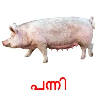 പന്നി picture flashcards