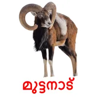 മുട്ടനാട്‌ picture flashcards