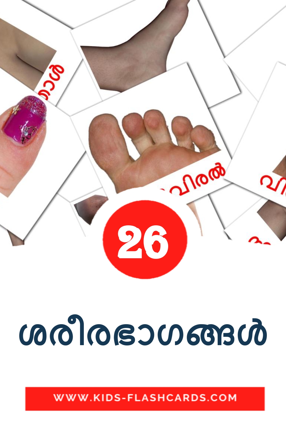 26 tarjetas didacticas de ശരീരഭാഗങ്ങൾ para el jardín de infancia en malayalam