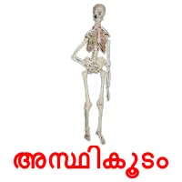 അസ്ഥികൂടം flashcards illustrate