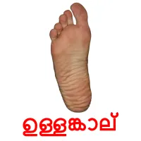 ഉള്ളങ്കാല് flashcards illustrate