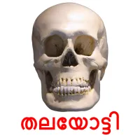 തലയോട്ടി flashcards illustrate