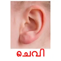 ചെവി picture flashcards