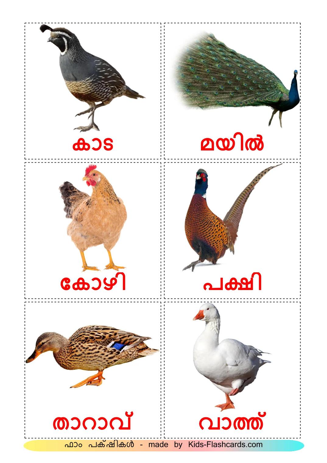 Farm birds - 12 Free Printable malayalam Flashcards 