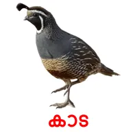 കാട picture flashcards