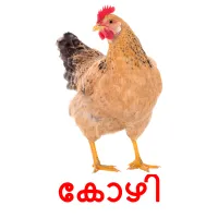 കോഴി picture flashcards