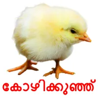 കോഴിക്കുഞ്ഞ് picture flashcards