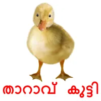 താറാവ് കുട്ടി picture flashcards