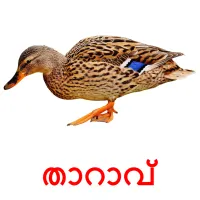 താറാവ് picture flashcards