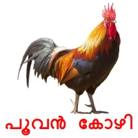 പൂവൻ കോഴി picture flashcards