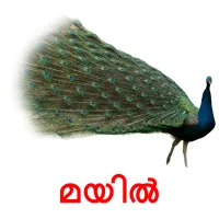 മയിൽ picture flashcards