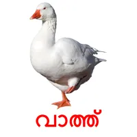 വാത്ത് picture flashcards