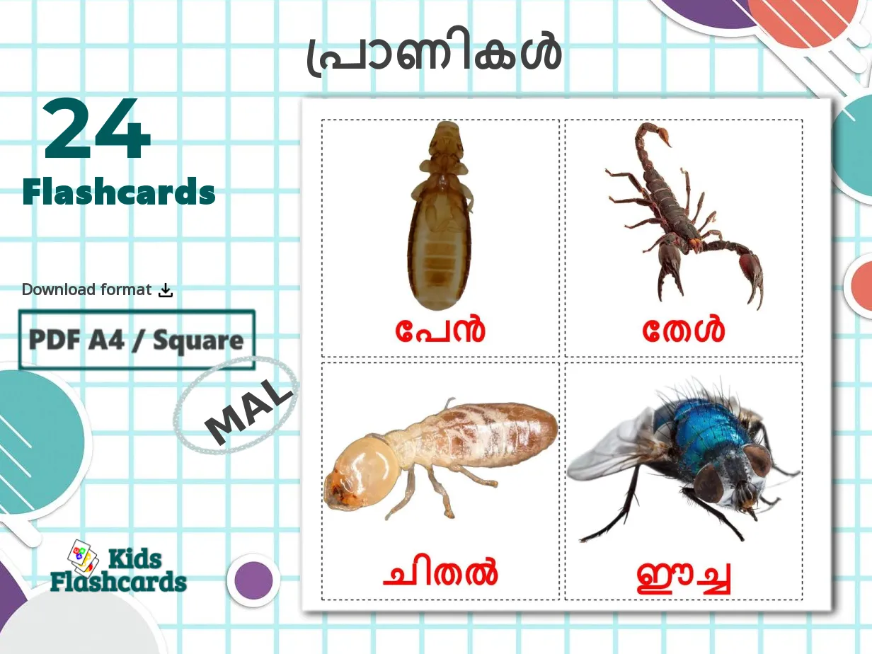 24 Printable Insects Flashcards in Malayalam (Free PDF)
