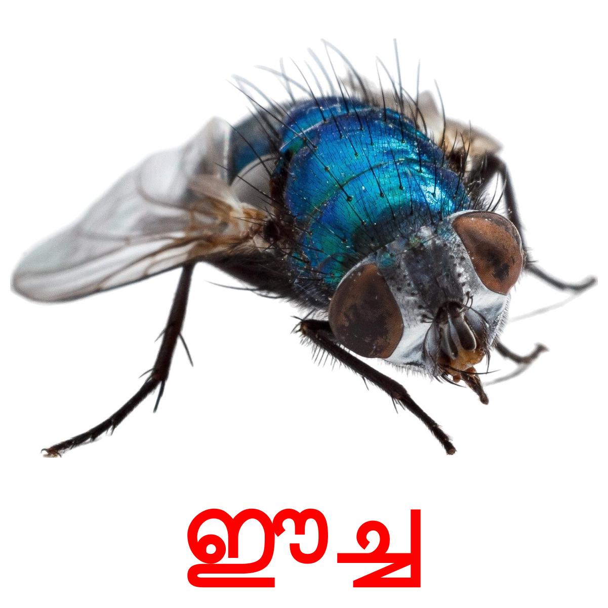 24 Printable Insects Flashcards in Malayalam (Free PDF)
