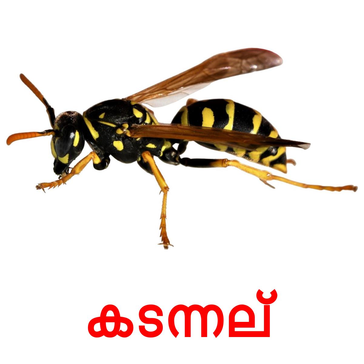 24 Printable Insects Flashcards in Malayalam (Free PDF)