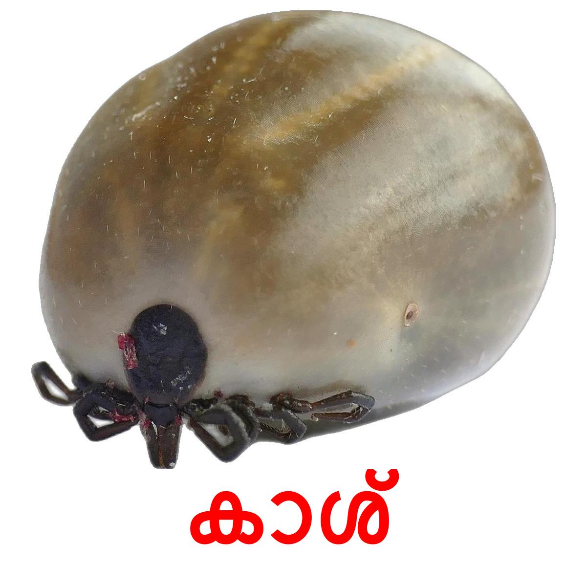 24 Printable Insects Flashcards in Malayalam (Free PDF)