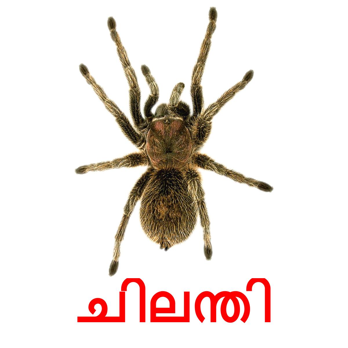 24 Printable Insects Flashcards in Malayalam (Free PDF)