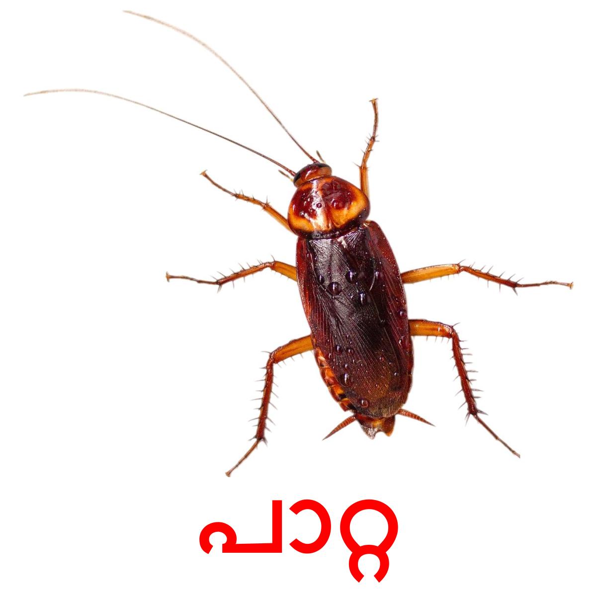 24 Printable Insects Flashcards in Malayalam (Free PDF)
