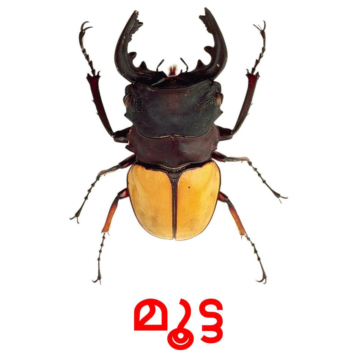 24 Printable Insects Flashcards in Malayalam (Free PDF)