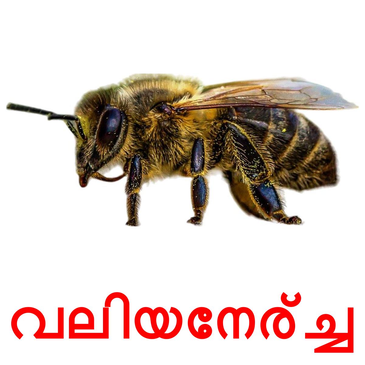 24 Printable Insects Flashcards in Malayalam (Free PDF)
