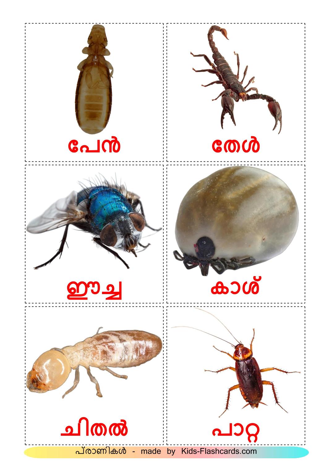 Les Insectes - 23 Flashcards malayalam imprimables gratuitement