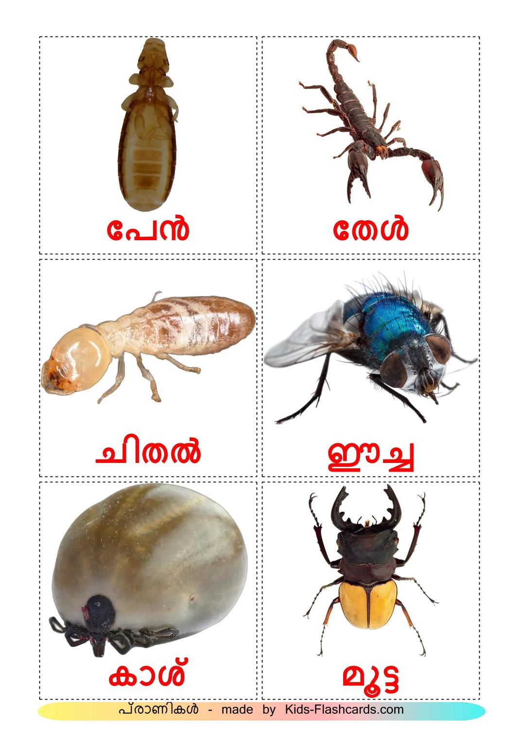 Insects - 24 Free Printable malayalam Flashcards 