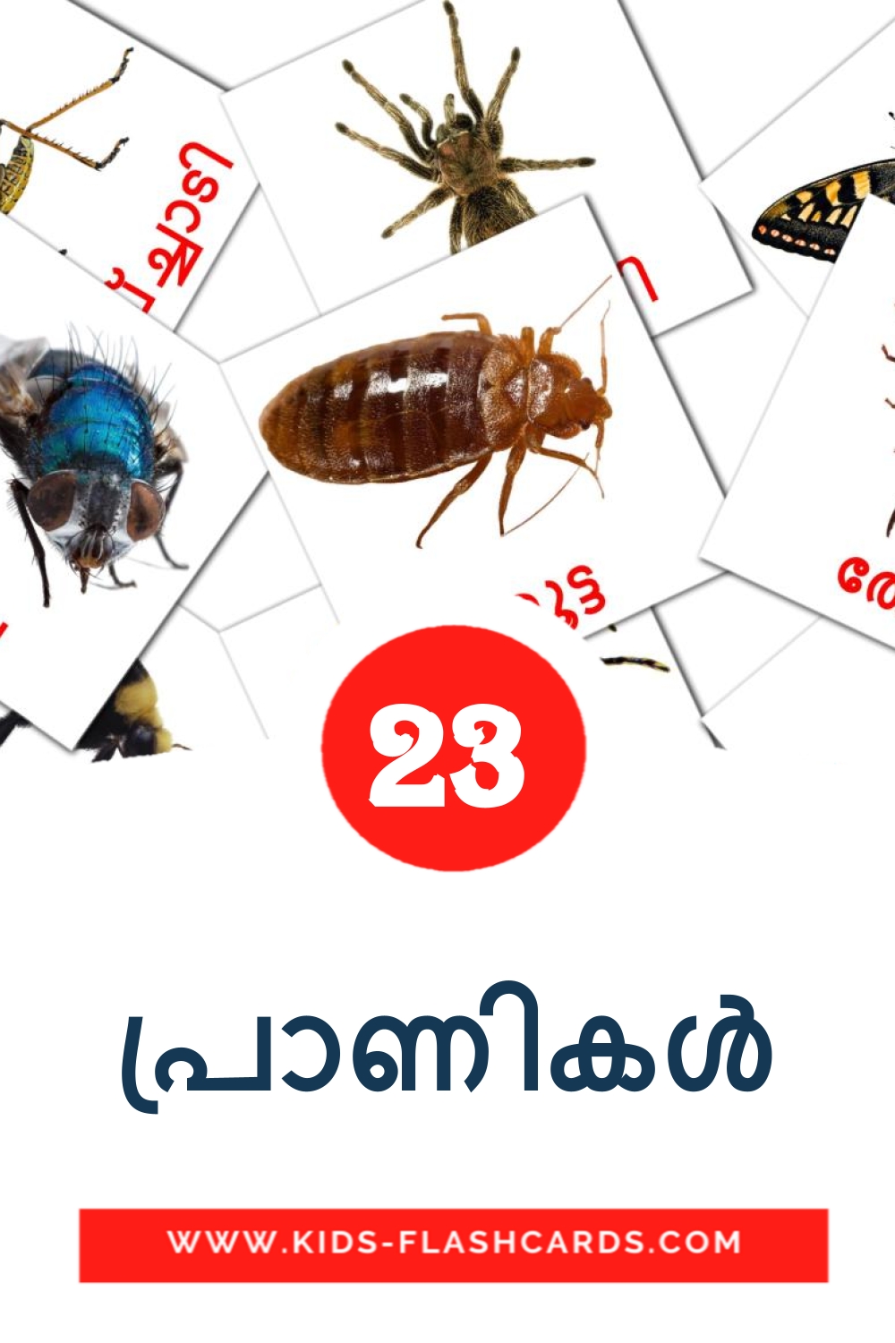 23 tarjetas didacticas de പ്രാണികൾ para el jardín de infancia en malayalam