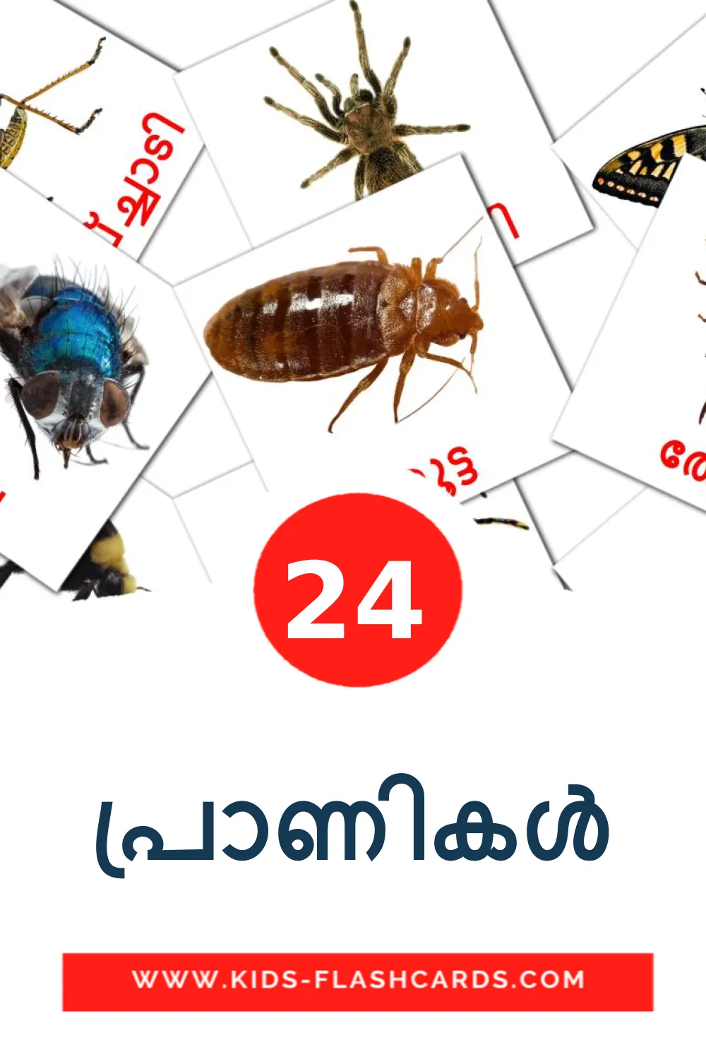 24 പ്രാണികൾ Picture Cards for Kindergarden in malayalam