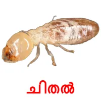 23 FREE Insects Flashcards | PDF | Malayalam Words