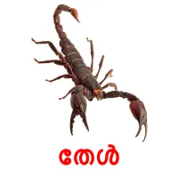 23 FREE Insects Flashcards | PDF | Malayalam Words