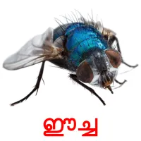 ഈച്ച picture flashcards