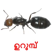 ഉറുമ്പ് picture flashcards