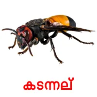 കടന്നല് picture flashcards