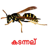 കടന്നല് picture flashcards