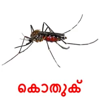 കൊതുക് picture flashcards