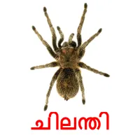 ചിലന്തി picture flashcards