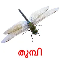 തുമ്പി picture flashcards