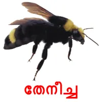 തേനീച്ച picture flashcards